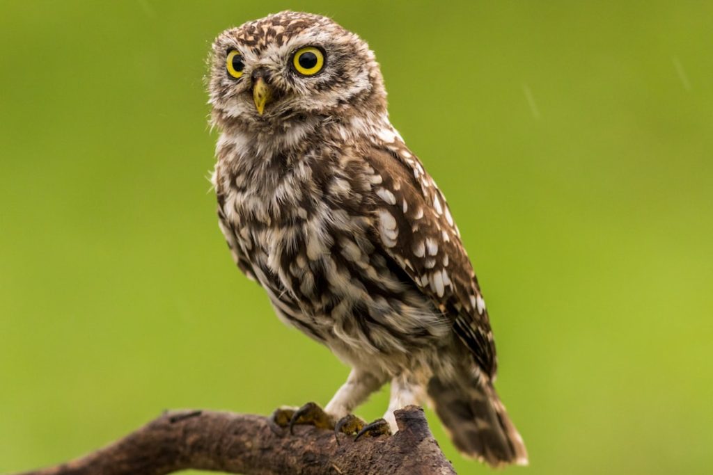 brown-and-white-owl-oqyhtxrlxlo