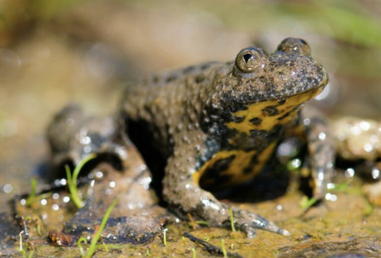 faune crapaud sonneur