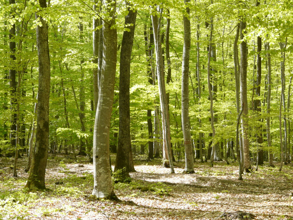 foret3