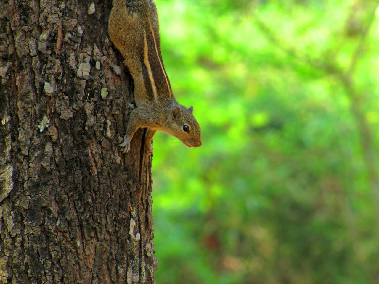 Cute chipmunk perched on a tree trunk in vibrant green forest setting.