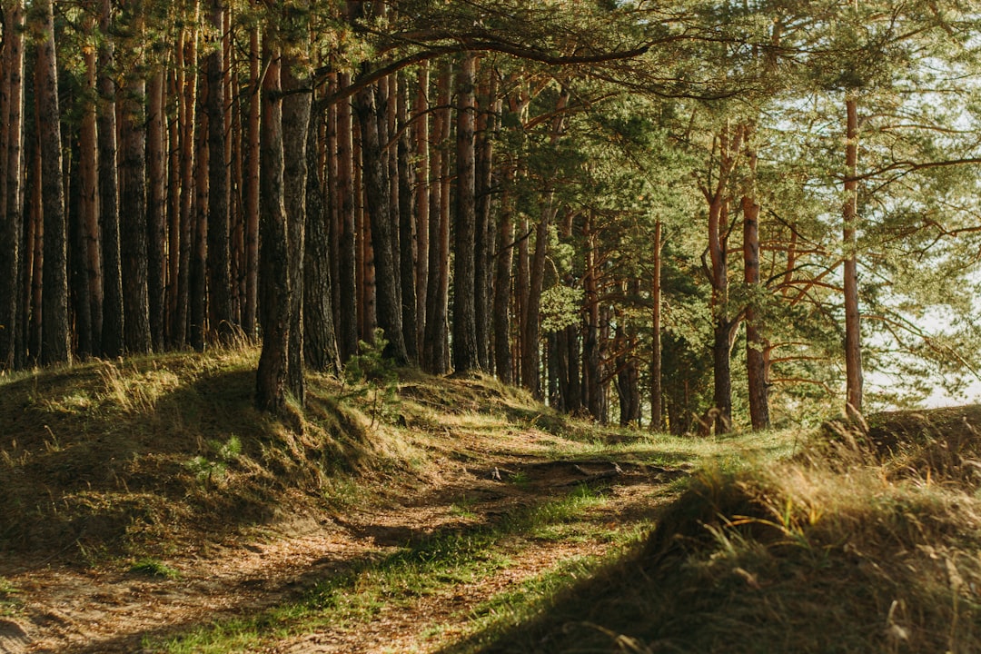 green-leafed-trees-2y4de8sdhlc
